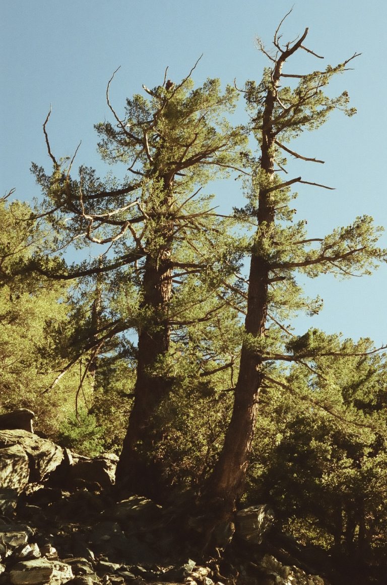 Street photo in Mt Baldy, United States by Samantha Luevano