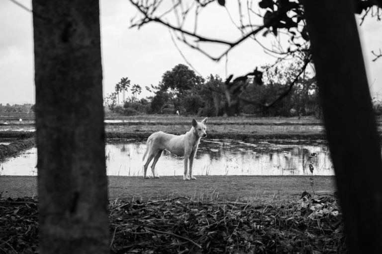 Street photo in Calamba, Philippines by Shuffle 08