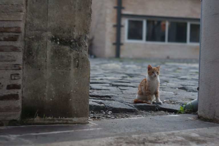 Photo by Emrullah Özdemir