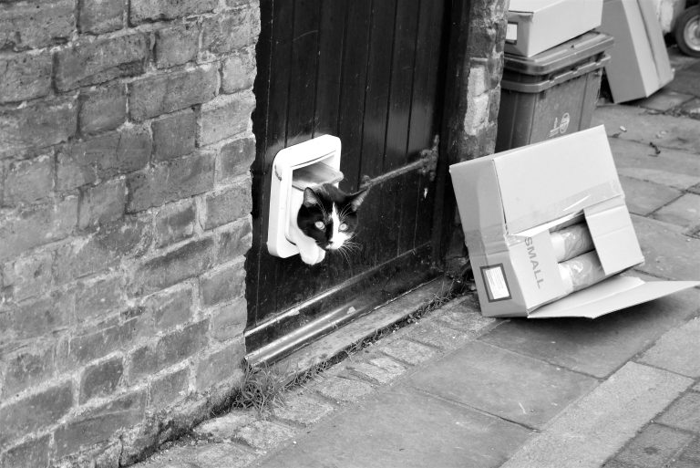 Street photo in Ware, United Kingdom by Terry Whitworth