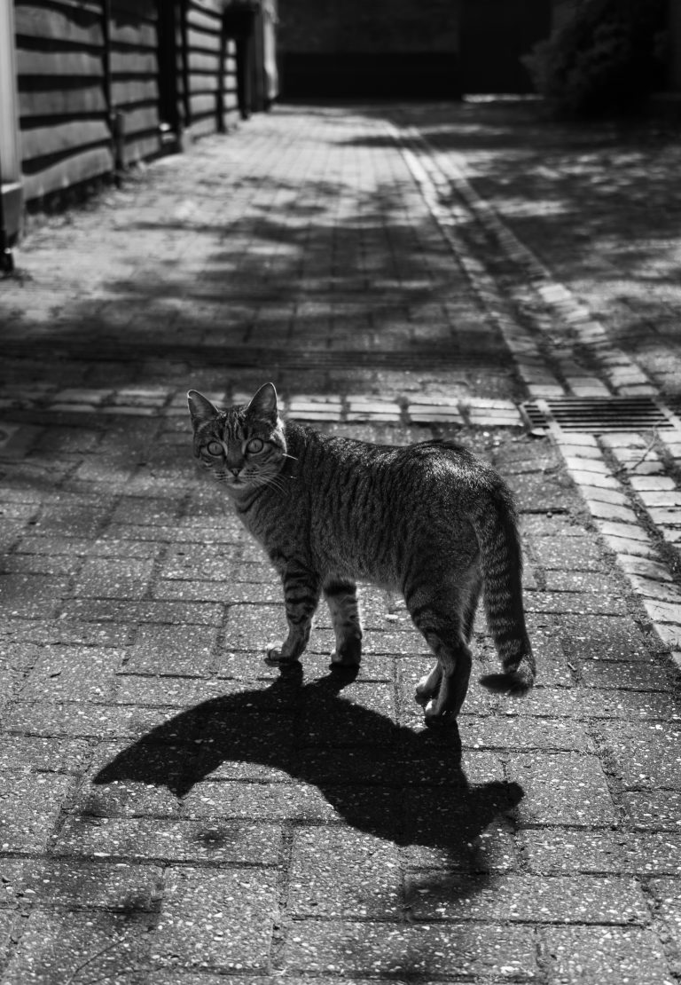 Street photo in Harwich, United Kingdom by Robin Catterick