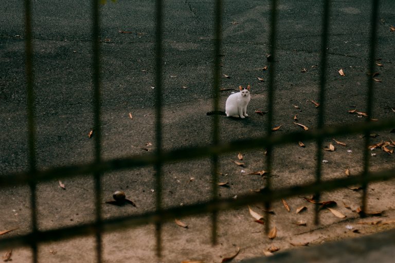 Photo by Deddy Doloksaribu