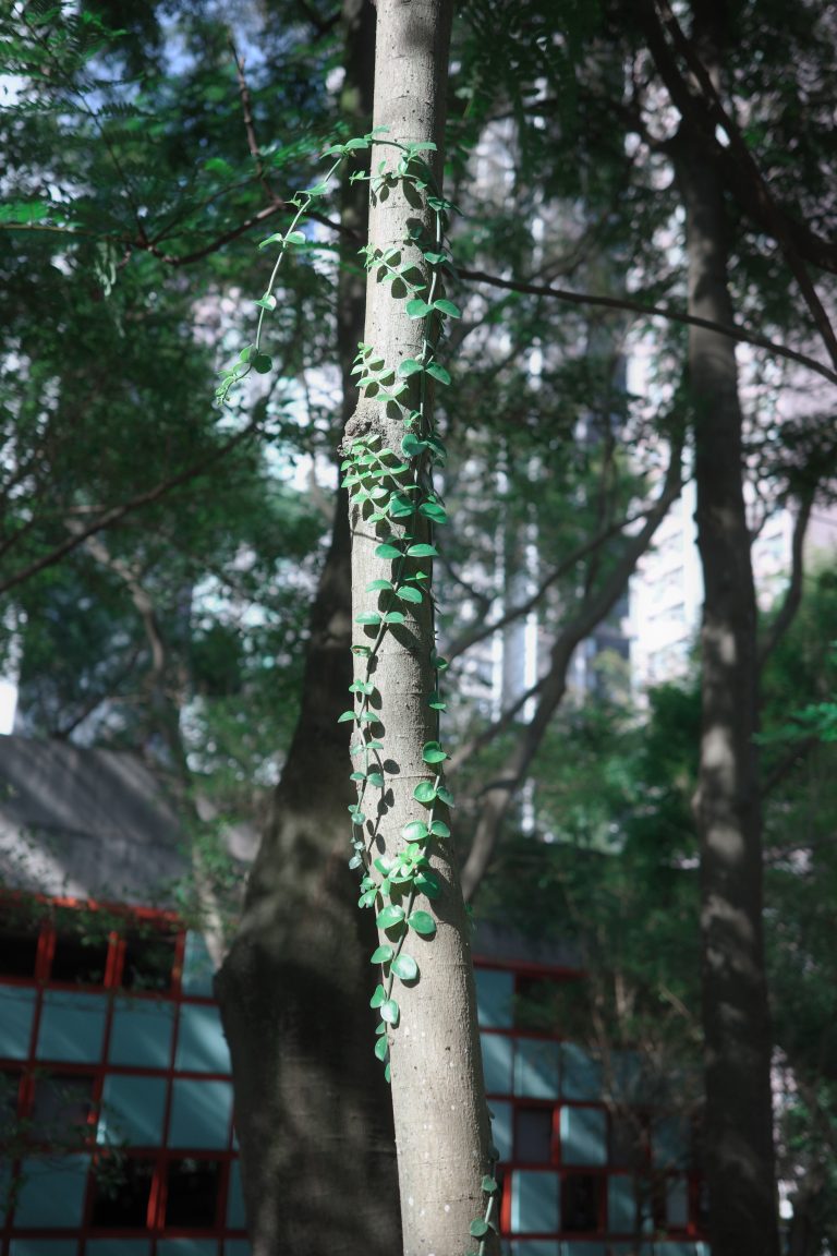 Photo by Nps Snapnow