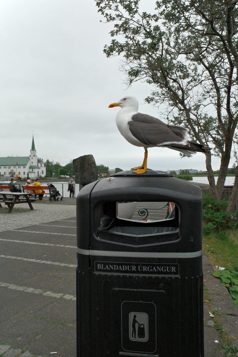 Street photo in Reykjavík, Iceland by Björn Pálsson