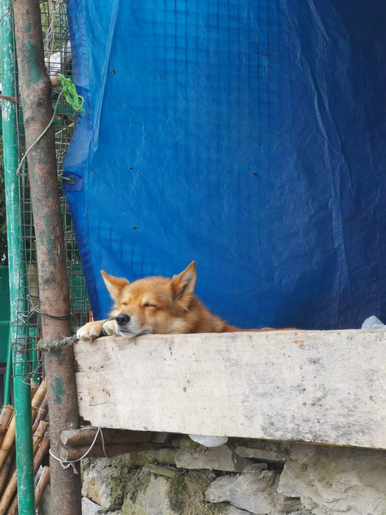 Street photo in Dharamshala, India by Nik TAN
