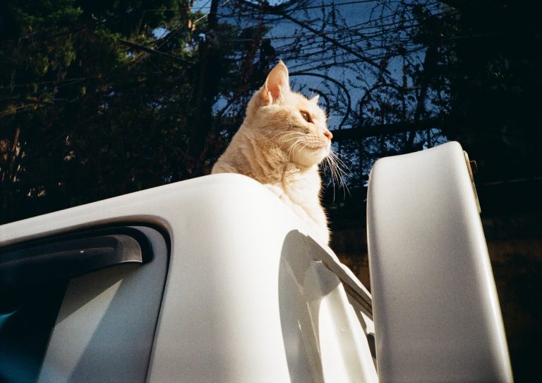 Photo by Bo-hjŏn Kim