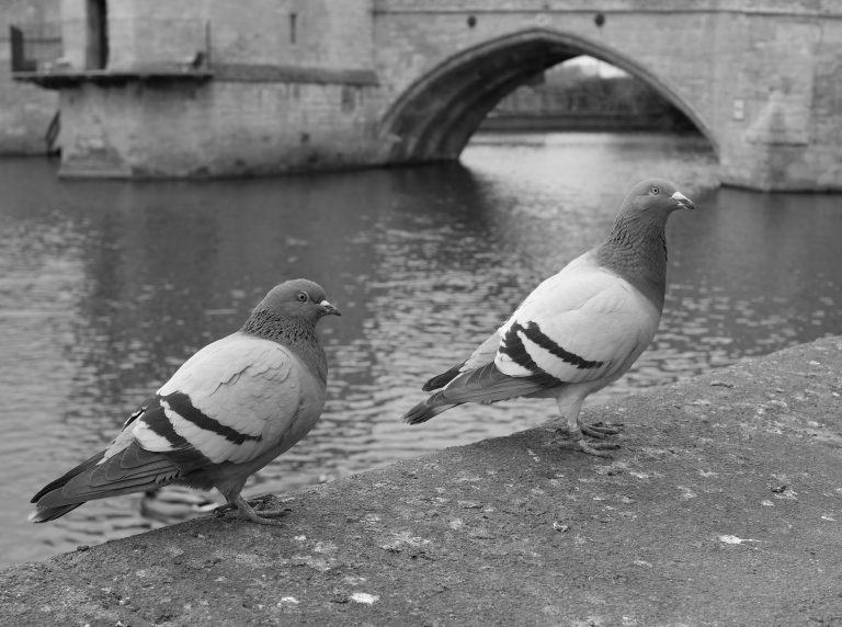 Photo by Malcolm Woods