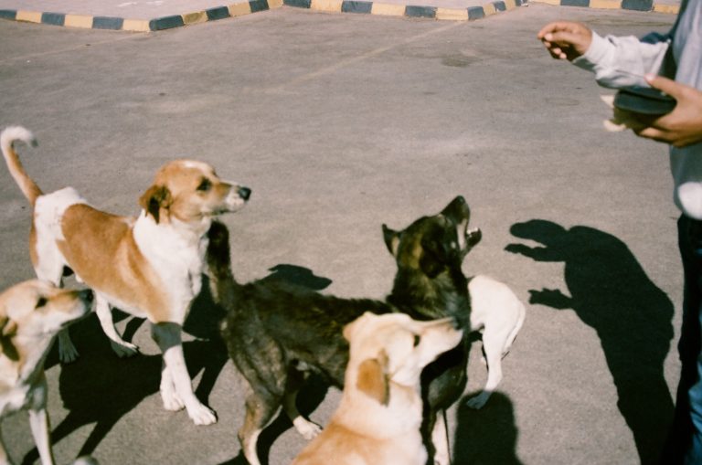 Photo by Mohamed Elsharawy