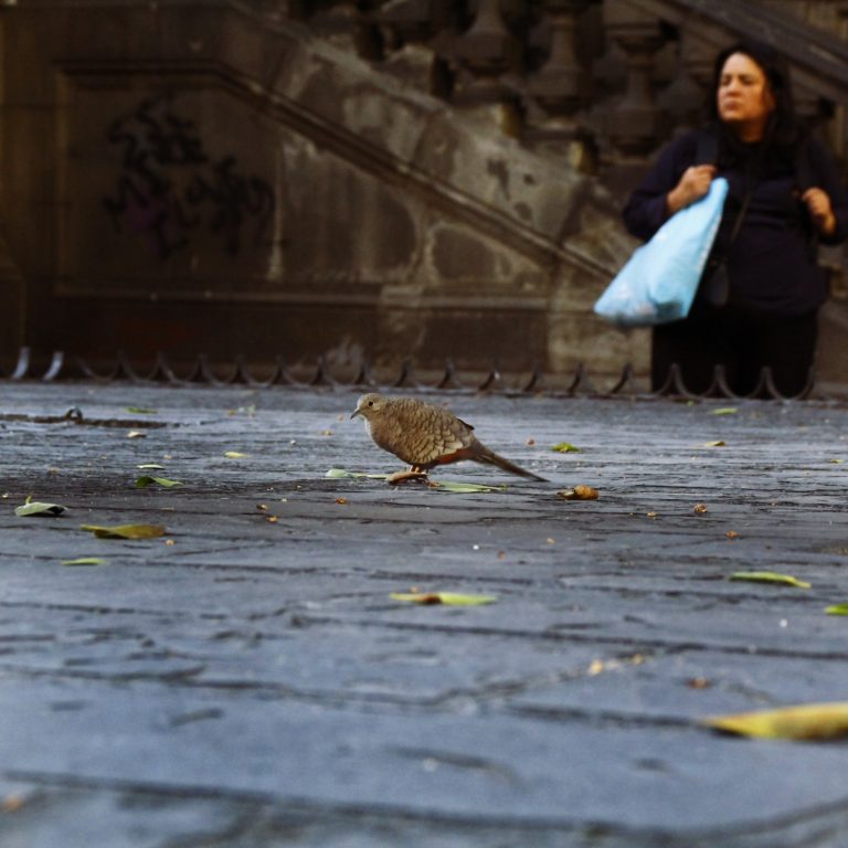 Street photo in Mexico City, Mexico by Luis Ibarra