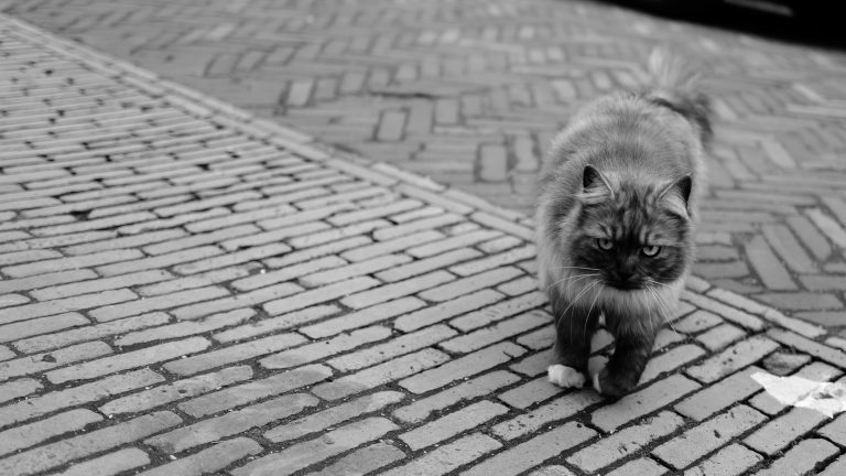 Photo by Eric Nvt