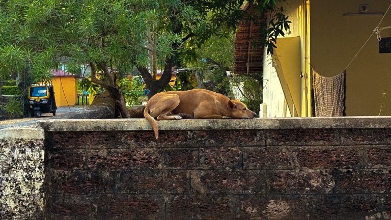 Street photo in Manipal, India by Aabhaas Kalia