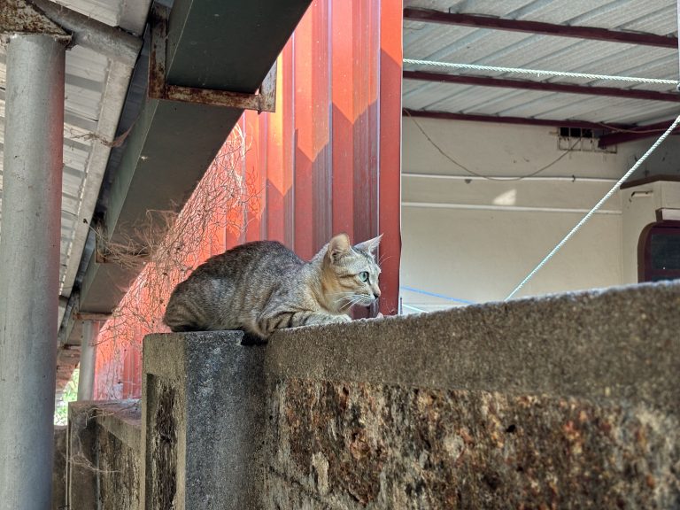 Street photo in Manipal, India by Aabhaas Kalia