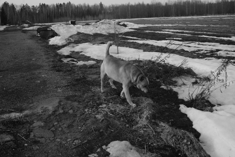 Street photo in Molzino, Russia by Maxim Konoplev