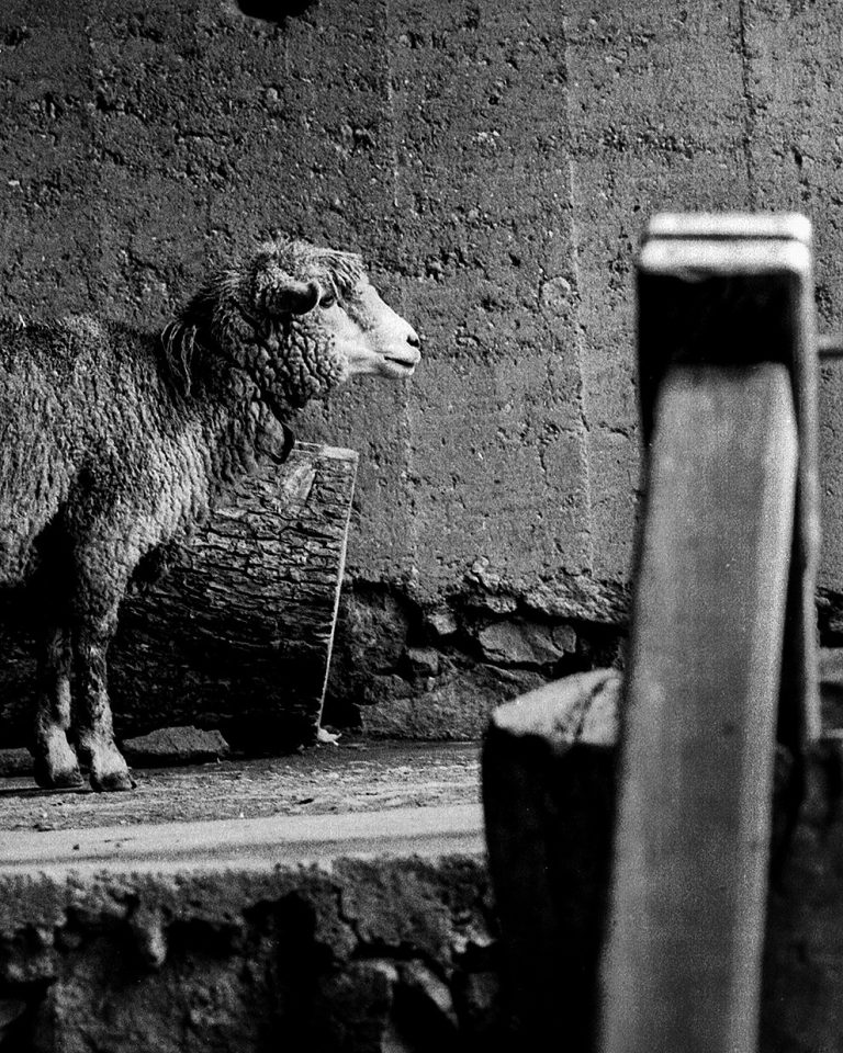 Street photo in Merida, Venezuela by Manuel Ricardo Pérez