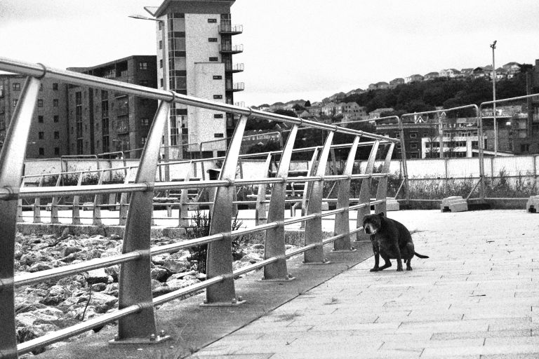 Street photo in Swansea, United Kingdom by Josh Allen
