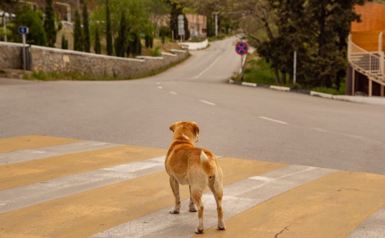 Street photo in Krym, Russia by Evgeniy Uvarov