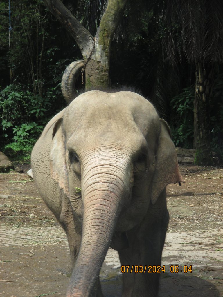 Street photo in Taman Safari, Indonesia by Keisha Arfanidya