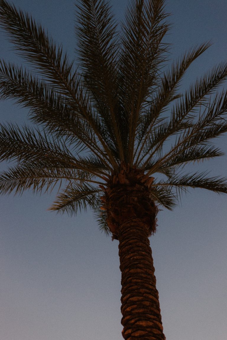 Street photo in Palm Springs, United States by Zachary Beschler