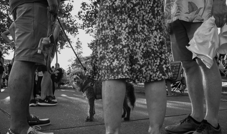 Street photo in Kirkland, United States by David Reams