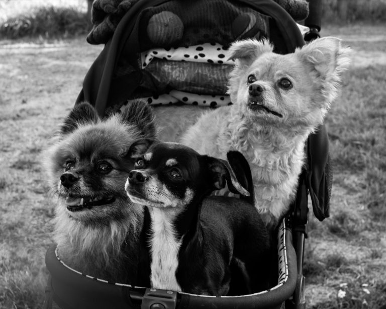 Street photo in Redmond, United States by Dan Lawyer