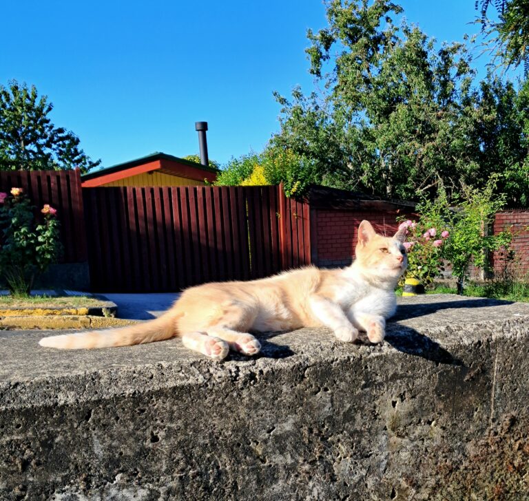 Street photo in Puerto Varas, Chile by Allan Almeida