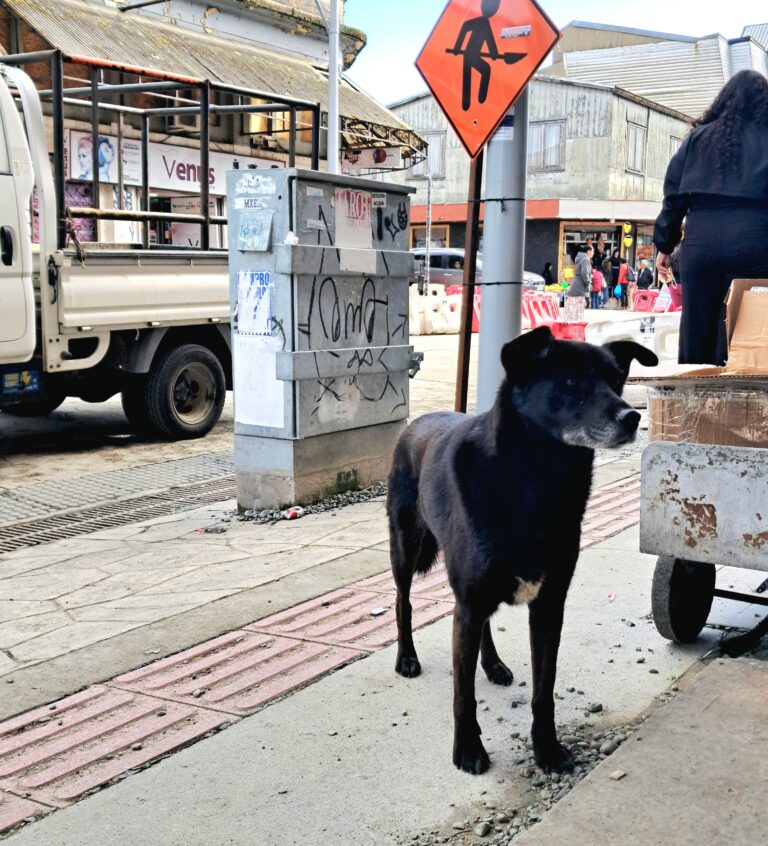Street photo in Puerto Montt, Chile by Allan Almeida