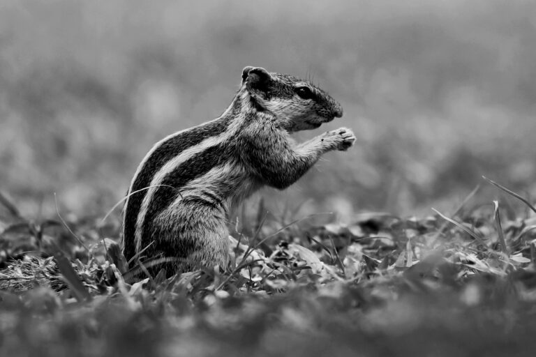 Photo by Hanudeep Kolliboina