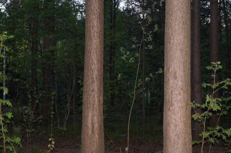 Photo by Alexander Laputko