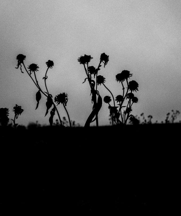 Photo by Kaz Tul