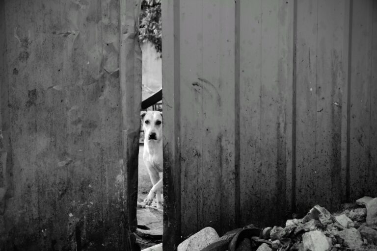 Photo by Tanwir Mir