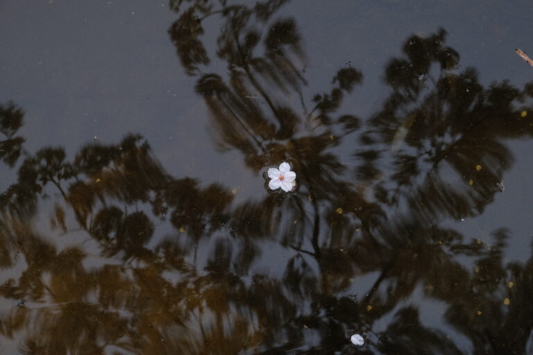 Photo by Silvia Bragagnolo