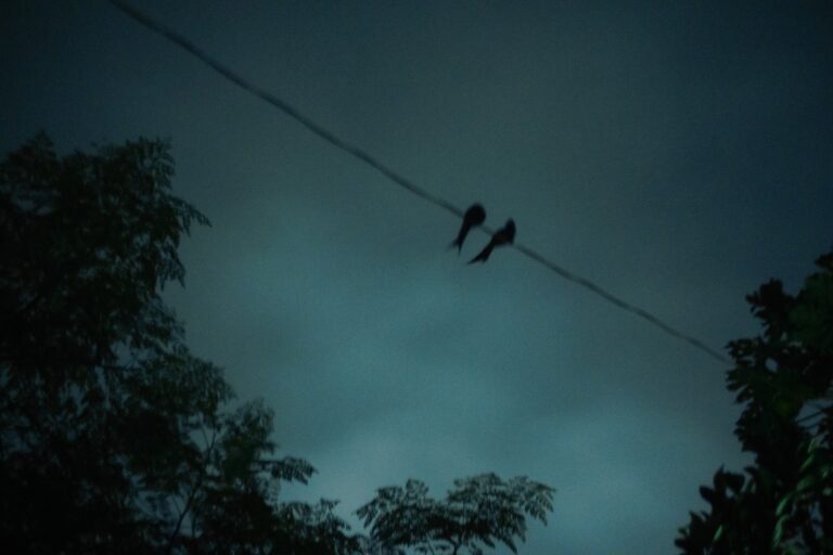 Photo by Mustavi Taofee