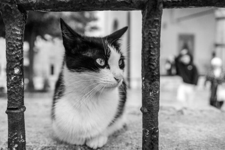 Photo by Cinza Hart
