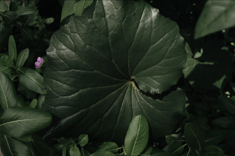 Photo by Shunsuke Akita