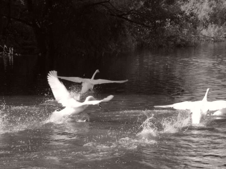 Photo by Yusuf Gungor