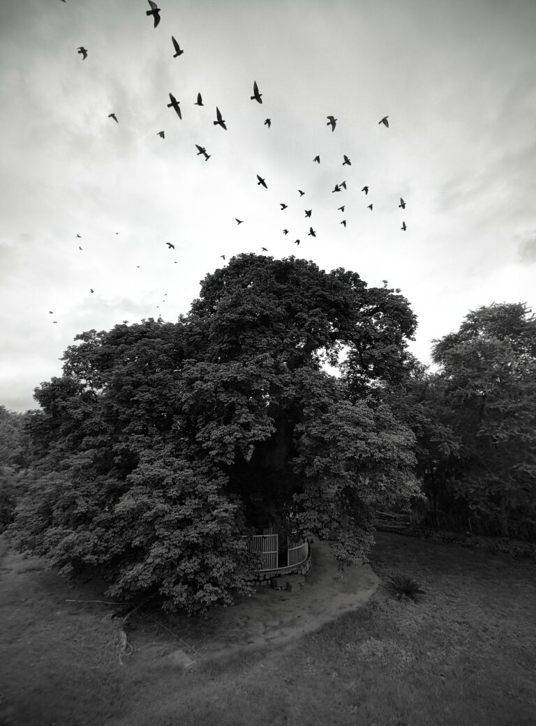 Photo by Tanwir Mir