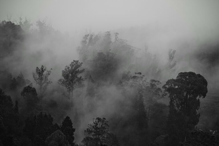 Photo by Tanwir Mir