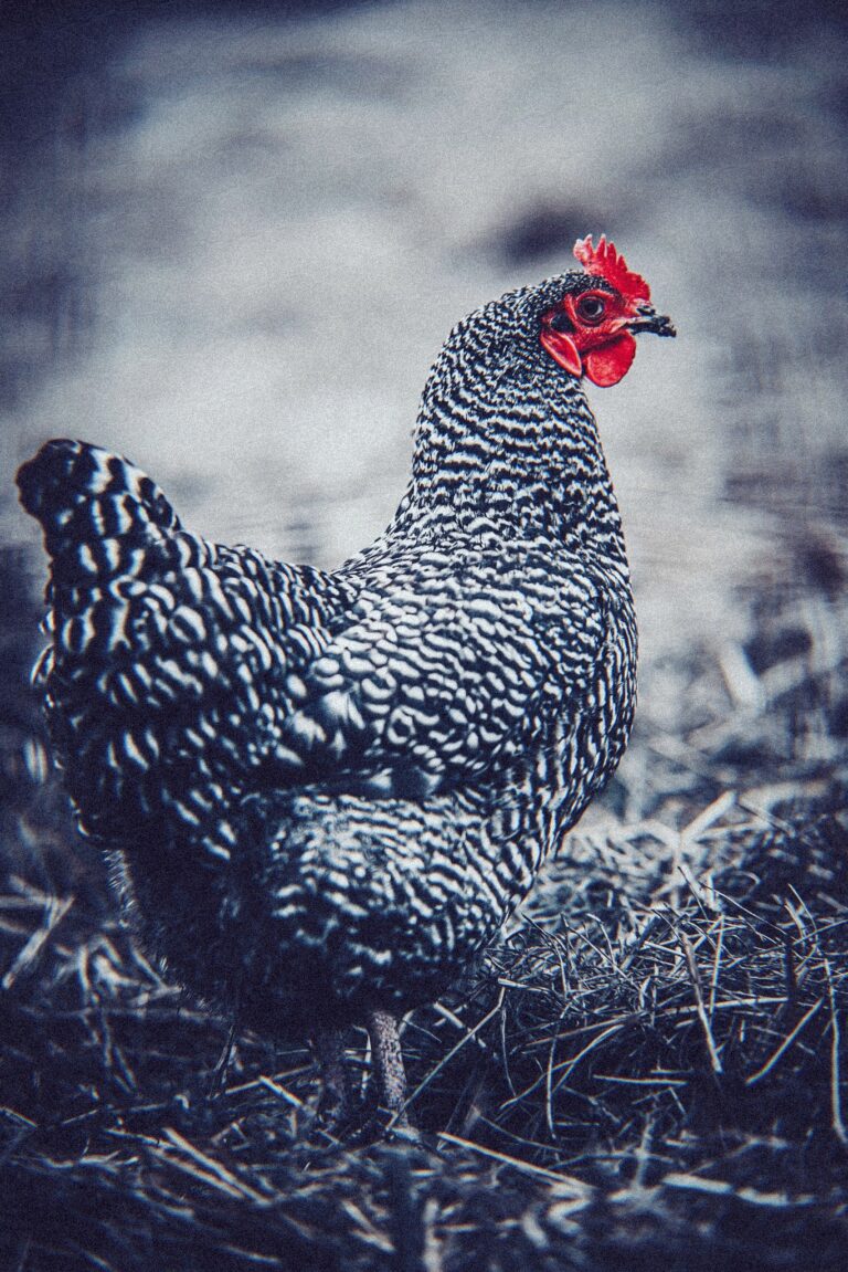 Photo by Eduard Cernautan