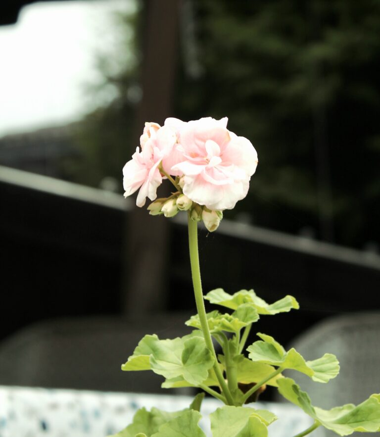 Photo by X-istn