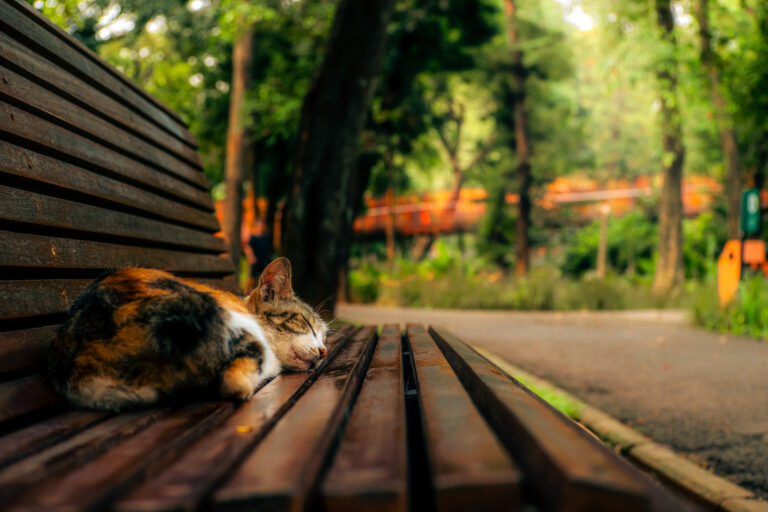 Photo by Fath Robbani