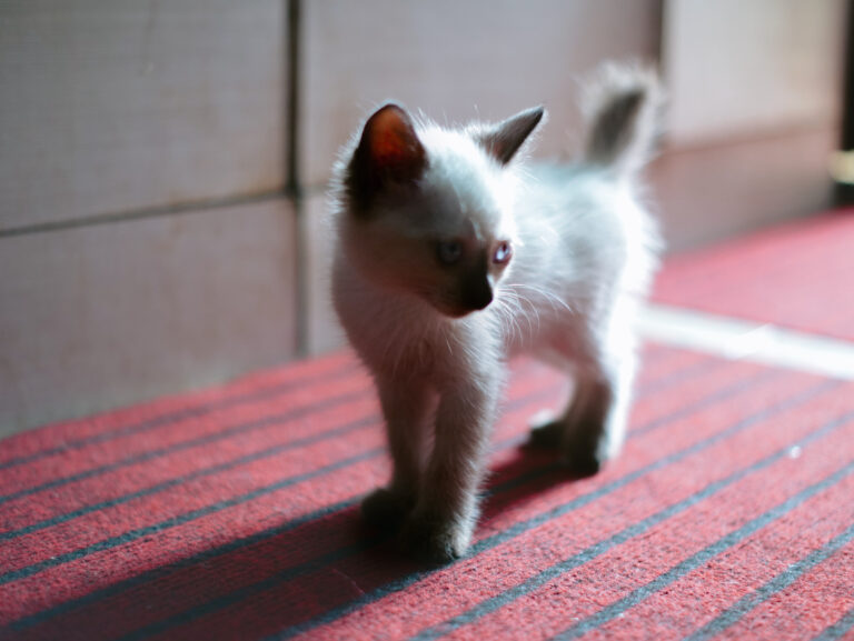 Photo by Muhd Aswad