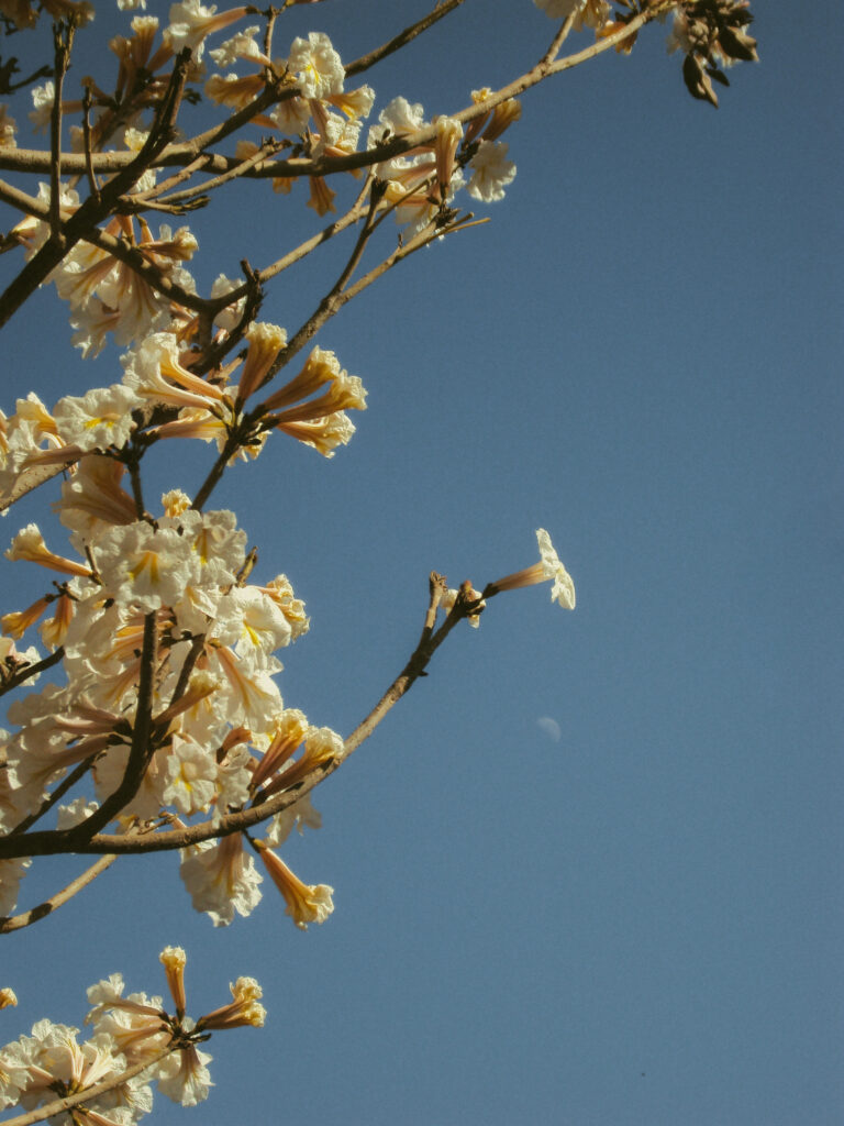 Photo by Amanda Reis