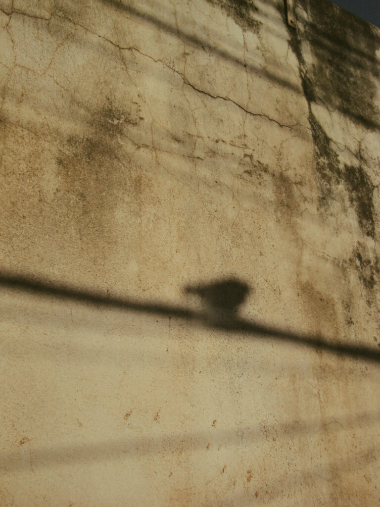 Photo by Amanda Reis