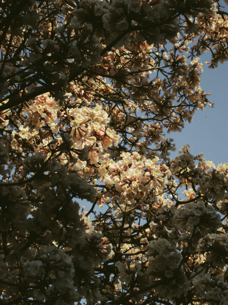 Photo by Amanda Reis