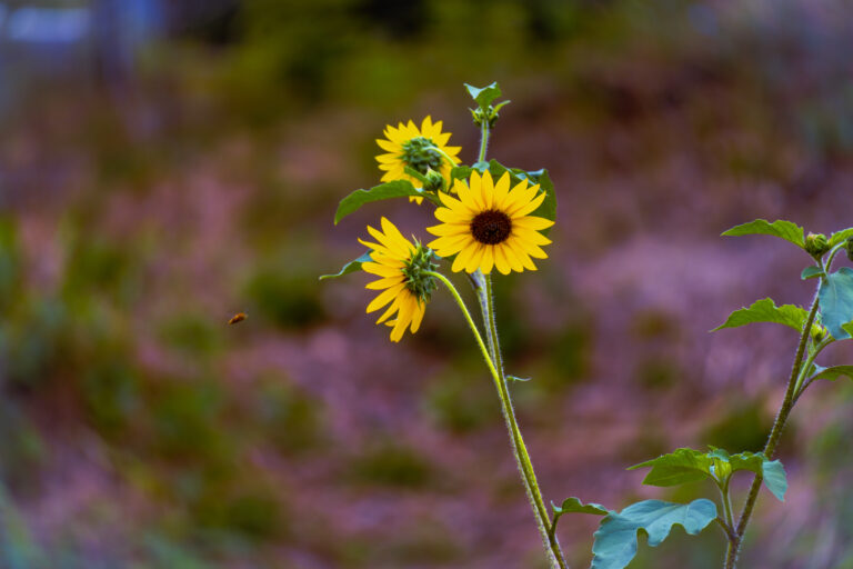Photo by Chris O\'connor