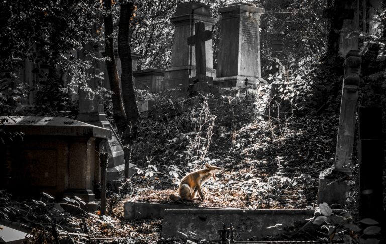 Photo by Steve Harrison