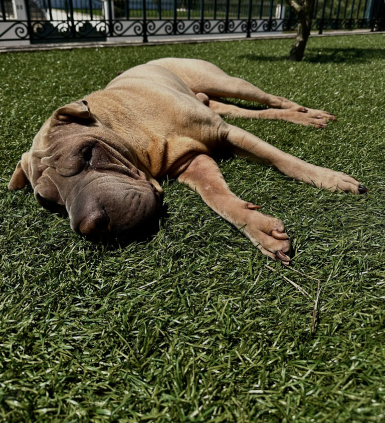 Photo by Mariana Carvalho