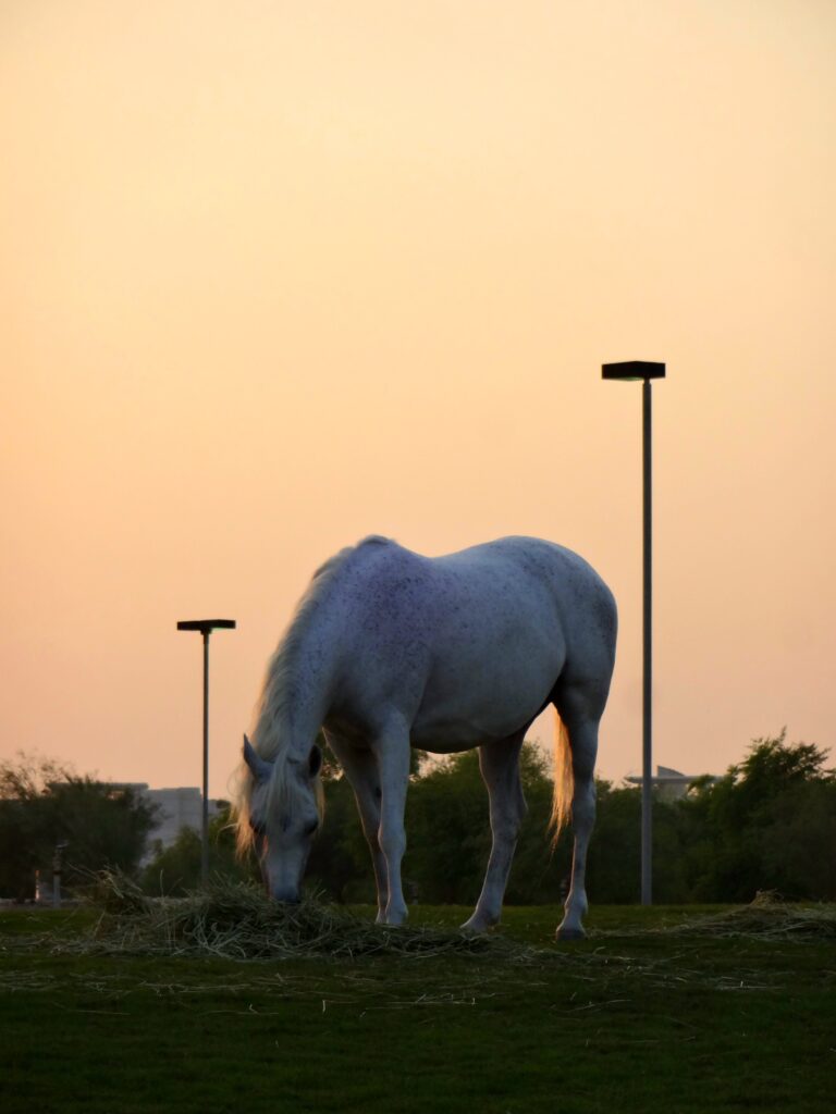 Photo by Ibraheem Elsayed