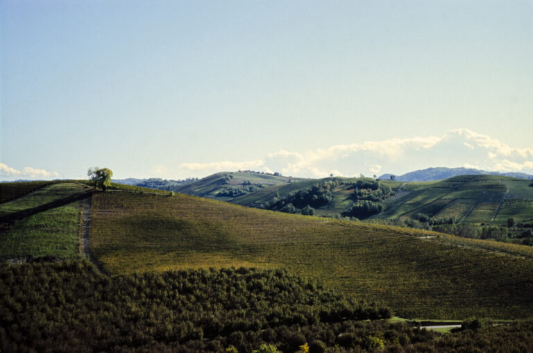 Photo by Valentino Passerini