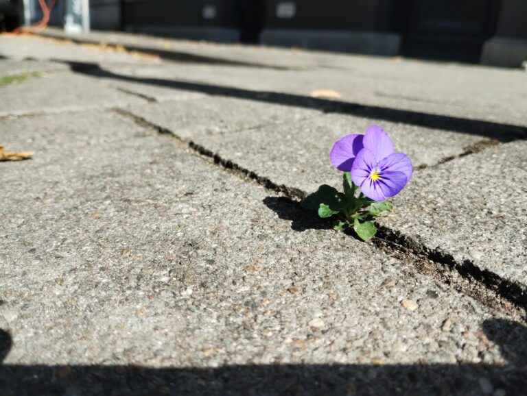 Photo by Cristian Ionescu